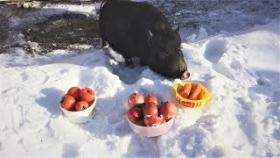 Приколы с животными ( про палочки и витамины )