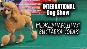 Самые милые собаки и весёлые моменты международной выставки собак!