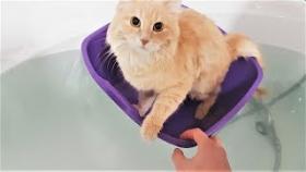 Милые и забавные животные Кот мореход и прятки с доберманом