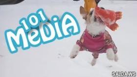 Подборка животных и милоты от 101 media