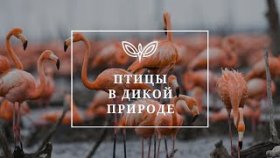 Успокоение нервной системы. Под звуками природы