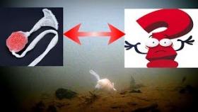 Проверил ПВА ПАКЕТ В ДЕЙСТВИИ! Что из этого получилось? Подводная съемка