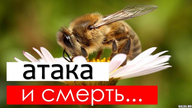 Открыть в полный размер