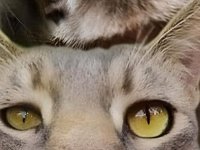 Фото пользователя iraorol