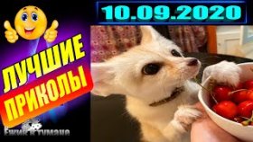 Ёжик в Тумане ПРИКОЛЫ из Инстаграма 2020 / COUB BEST 2020 / КУБ/ CUBE / КОУБ СЕНТЯБРЬ 2020