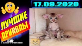 Подборка Приколов 2020 BEST CUBE 2020 Лучшие Видео из Инстаграм BEST COUB 2020 Приколы СЕНТЯБРЬ 2020