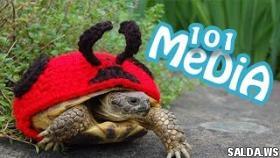 Самые смешные приколы про животных за май 2017 года Приколы с котами и кошками и собаки