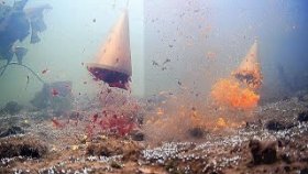 Свекла или Морковь ЧТО ВЫБЕРЕТ РЫБА? Подводная съемка