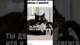 Котики и короткие мемы с ними на 27 октября