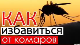 Как избавиться от комаров? Это важно знать!