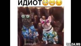 Лучшие приколы 2017 январь