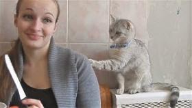 СМЕШНЫЕ КОТЫ И КОШКИ 2017 ПРИКОЛЫ С КОТАМИ И КОШКАМИ 2017 ПРИКОЛЫ ПРО КОШЕК 2017 Коты просят еды