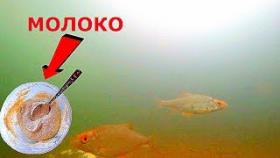 БОЛТУШКА НА МОЛОКЕ работает! Рецепт + подводная съемка