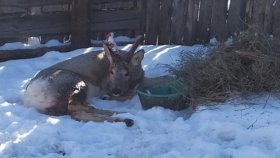 Вырвали из пасти