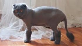 Кот хороший, а собака плохая. Собаки ревнуют, коты доминируют. Забавные животные ноября.