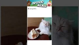 Мемы про котиков на 21 февраля