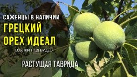 Саженцы грецкого ореха Идеал в России. Питомник Растущая Таврида