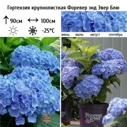Открыть в полный размер