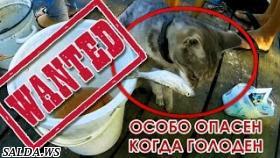 Милый котенок ворует рыбу на рыбалке