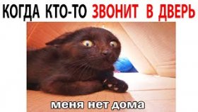 Минутка свежих мемов с котами и собаками на 6 декабря.