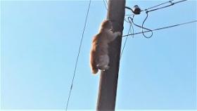 Весна пришла! Котики прилетели ( Коты верхолазы и покорителей высот )