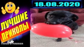 Ёжик в Тумане ПРИКОЛЫ из Инстаграма 2020 / COUB BEST 2020 / КУБ/ CUBE / КОУБ АВГУСТ 2020