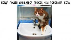 Очень короткие мемы с котами на 27 марта 2022