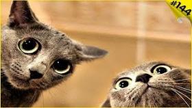 СМЕШНЫЕ КОШКИ 2019 Приколы с кошками + Смешные коты с озвучкой Funny Cats