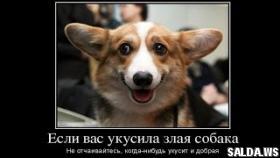 Смешные демотиваторы про собак