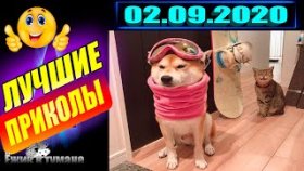 Ёжик в Тумане ПРИКОЛЫ из Инстаграма 2020 / COUB BEST 2020 / КУБ/ CUBE / КОУБ СЕНТЯБРЬ 2020
