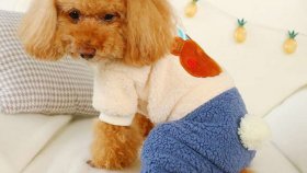 Как выбрать одежду для собаки?