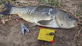 Ловля Карпа на Макушатник | Carp Fishing
