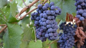 Виноград в средней полосе — что нужно знать перед покупкой саженцев