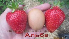 Лучшие сорта клубники