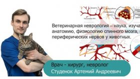 Широкий спектр услуг ветеринарной помощи в современной клинике