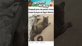 мемы с котиками на 27 февраля