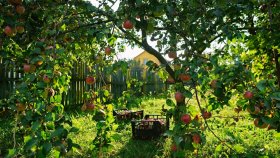 Плодовые деревья для Подмосковья — от выбора саженца до полезных рекомендаций