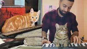Животные поют и осваивают музыкальные инструменты