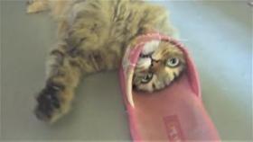 Коты и Тапки - Друзья или Враги и Чихуахуа Вор в законе