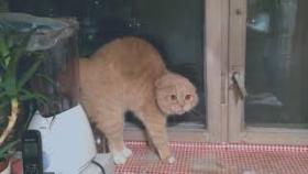 Разговорчивые коты)