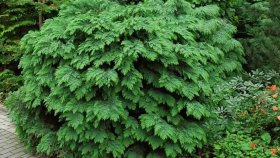 Как ухаживать за кипарисовиком в первую зиму после посадки?