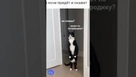 Мемы с котиками на 7 декабря 2022