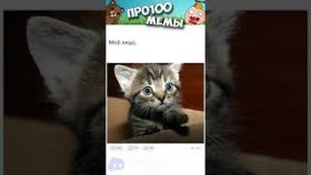 Мемы  и приколы про котиков на 8 декабря