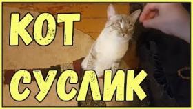 СМЕШНЫЕ КОТЫ И КОШКИ 2017 ПРИКОЛЫ С КОТАМИ И КОШКАМИ 2017