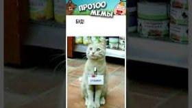 Ну очень короткие мемы с котиками на 22 февраля