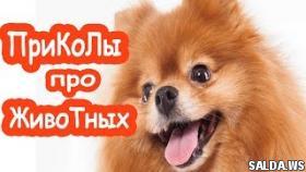 Приколы про животных