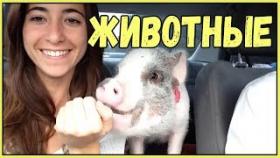ЛУЧШИЕ ПРИКОЛЫ 2017 ИЮНЬ Самые смешные приколы про животных Приколы с Котами Смешные коты и кошки #1