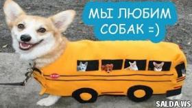 Собаки кот и кошки | приколы 2017 про животных | домашние животные|we love dogs|Funny Cats And Dogs
