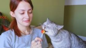 Кошки и собаки любители сладенького