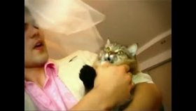 Не понравился поцелуй (Свадьба, Кошка, Юмор)